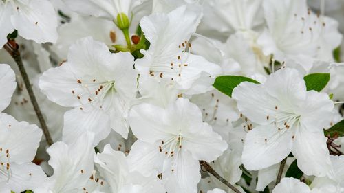白色杜鹃花（白色杜鹃花的寓意和象征）-图3