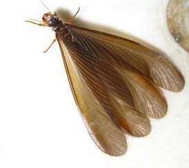 翅膀尾巴有白色条纹（有翅膀尾巴上有个尖的虫子）-图1
