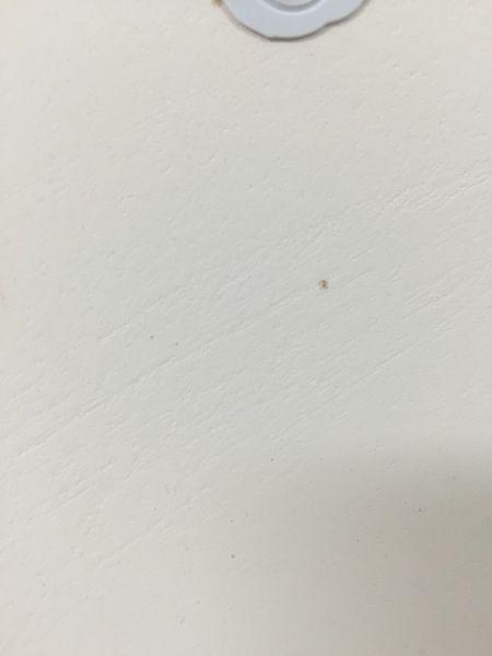 墙上有米虫白色的（墙上有米白色虫子）-图2