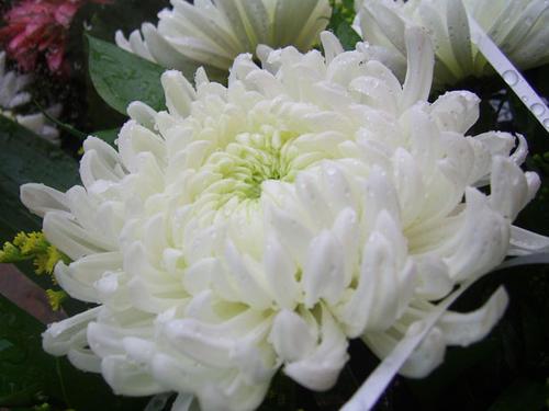 白色菊花的花语（白色菊花的花语和寓意和象征）-图2