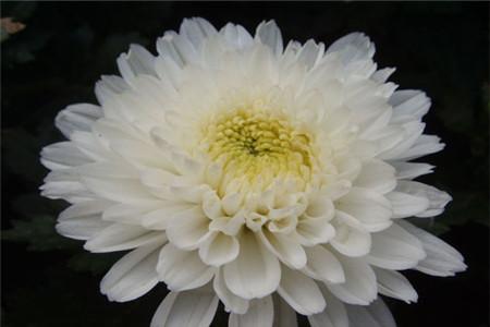 白色菊花的花语（白色菊花的花语和寓意和象征）-图3