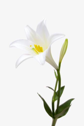 白色百合胸花（白色百合花种类）-图1