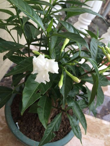 开白色花植物（开白色花植物有哪些）-图2
