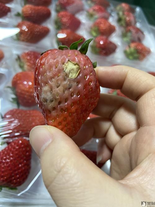 草莓出现白色（草莓出现白色的霉）-图2