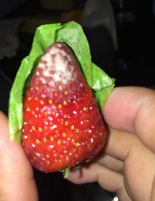 草莓出现白色（草莓出现白色的霉）-图1