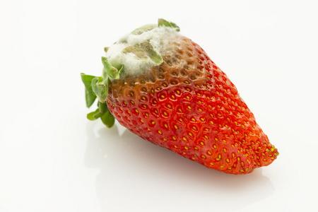 草莓出现白色（草莓出现白色的霉）-图3