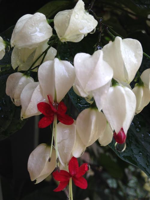 白色龙吐珠花（白色龙吐珠花期）-图2