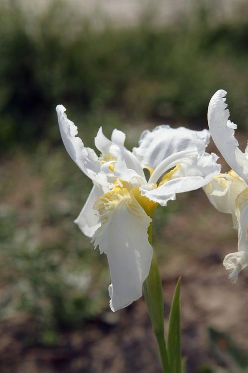 白色鸾尾花图片（白色鸢尾花的寓意和象征）-图2
