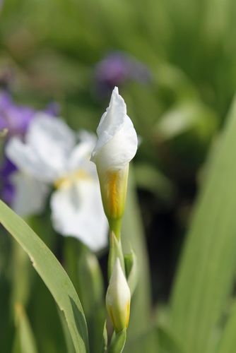 白色鸾尾花图片（白色鸢尾花的寓意和象征）-图3