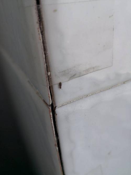 冰箱白色虫卵（冰箱里出现白色虫子）-图3