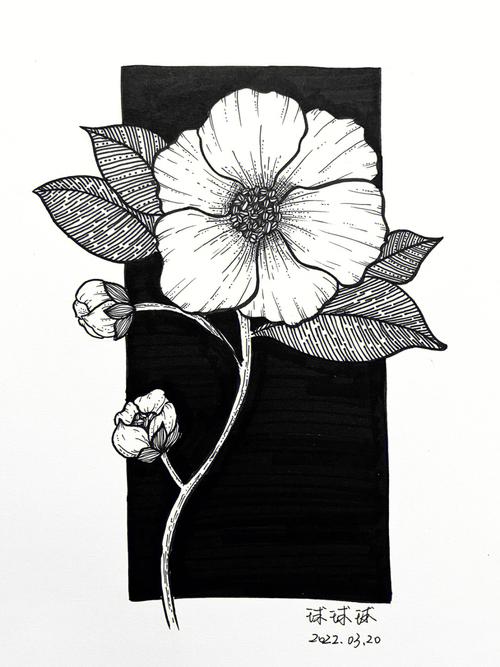 黑白色花草手绘图（黑白花草装饰画）-图1