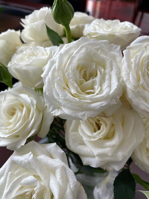 白色多头玫瑰（白色多头玫瑰多少钱）-图1