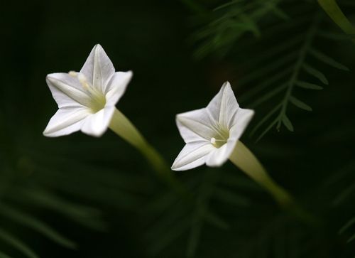 白色星星花植物（白色的星星）-图1