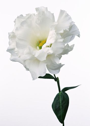 白色的花有啥（白色的花有啥品种）-图3