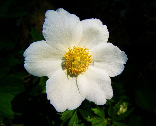 夏天白色花大全（夏天盛开的白色的花）-图2