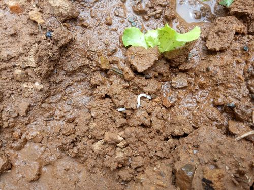 土壤里的白色虫子（土壤里的白色虫子是什么虫）-图2
