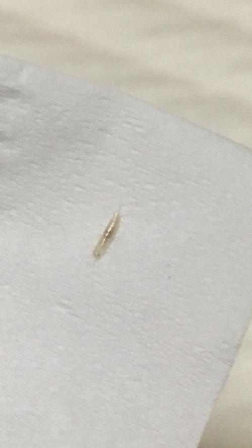 特别小的乳白色虫子（乳白色的虫子一厘米）-图3