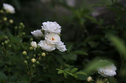 白色蔷薇花语故事（白色蔷薇花长什么样）-图3