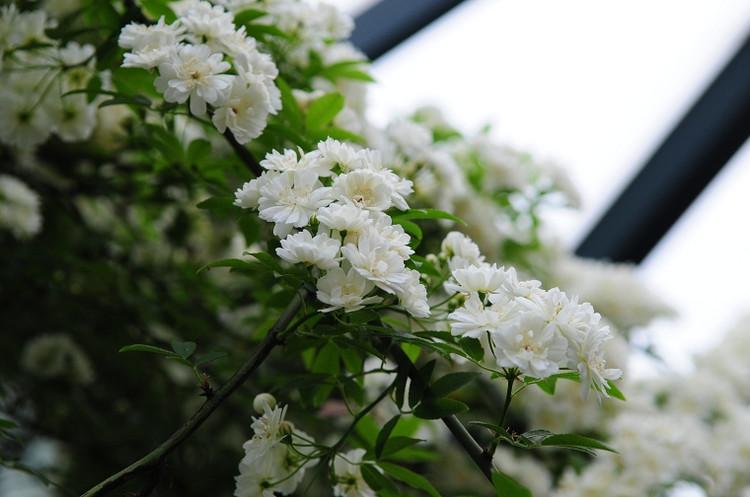 木本白色的花（白色檵木花）-图2