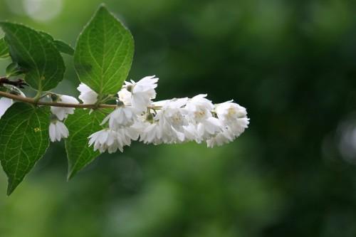 木本白色的花（白色檵木花）-图1