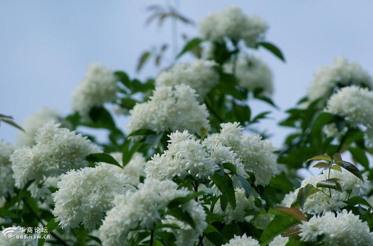 木本白色的花（白色檵木花）-图3