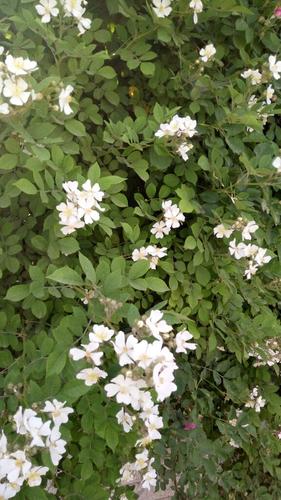 攀藤植物白色小花（白色的爬藤花有哪些）-图2