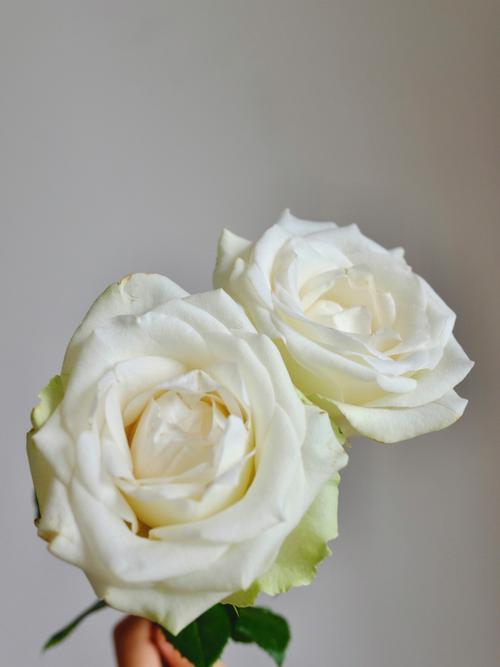 白色玫瑰的意思（白色玫瑰象征意义）-图1