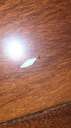 地板上发现白色虫子（地板上发现白色虫子是什么）-图1