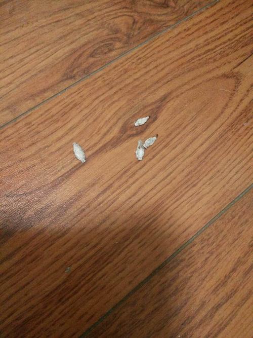地板上发现白色虫子（地板上发现白色虫子是什么）-图2