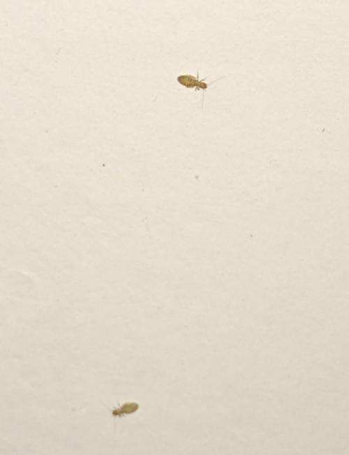 墙上白色的小虫（墙上白色的小虫子长什么样）-图2