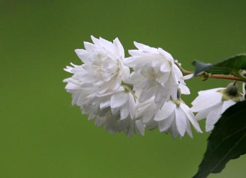 一百种白色的花（各种白色的花都叫什么名字）-图3