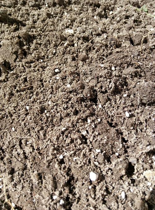 泥土有白色小虫（泥土有白色的小点点是什么）-图2