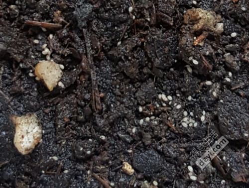 泥土有白色小虫（泥土有白色的小点点是什么）-图3