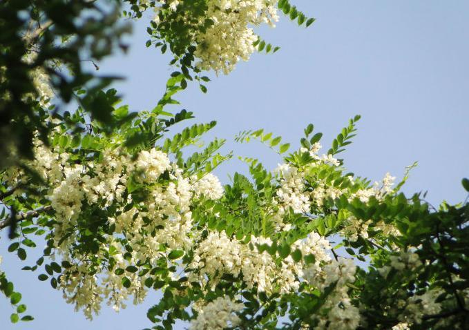 白色槐花树种（白色槐花的花语）-图2