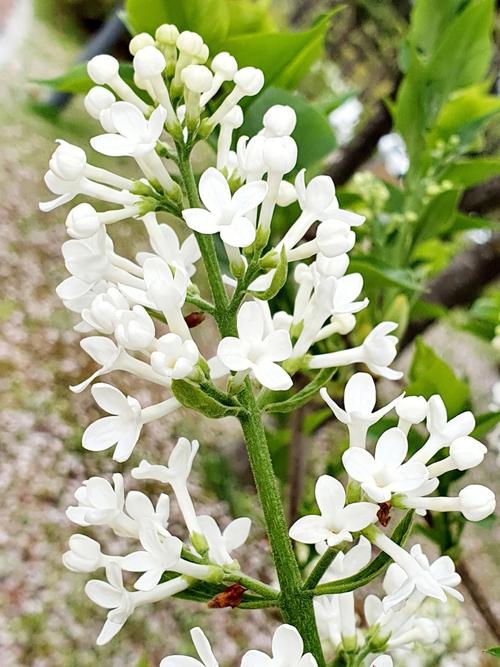 白色的花最多（白色的花最多的植物）-图1