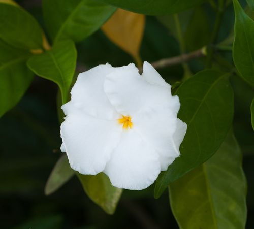 白色的花最多（白色的花最多的植物）-图2