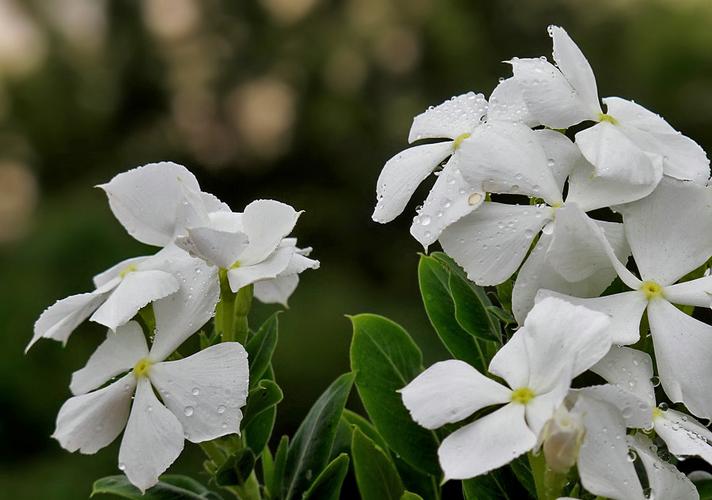 白色的花最多（白色的花最多的植物）-图3