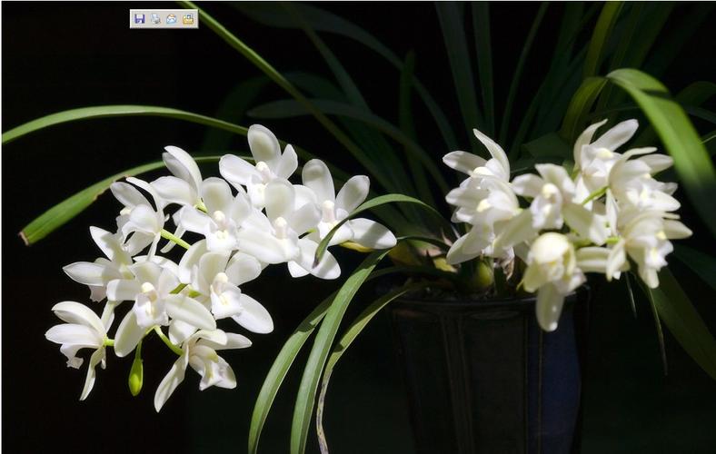 白色兰花是什么花（白色兰花的品种及图片名字）-图1