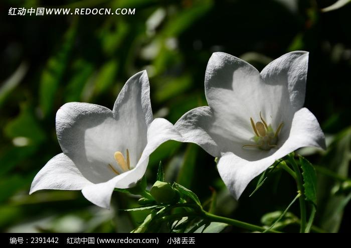白色半透明花（白色半透明花的植物）-图3