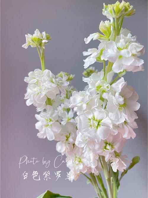 白色紫罗兰花语（白色的紫罗兰花的花语是什么）-图1