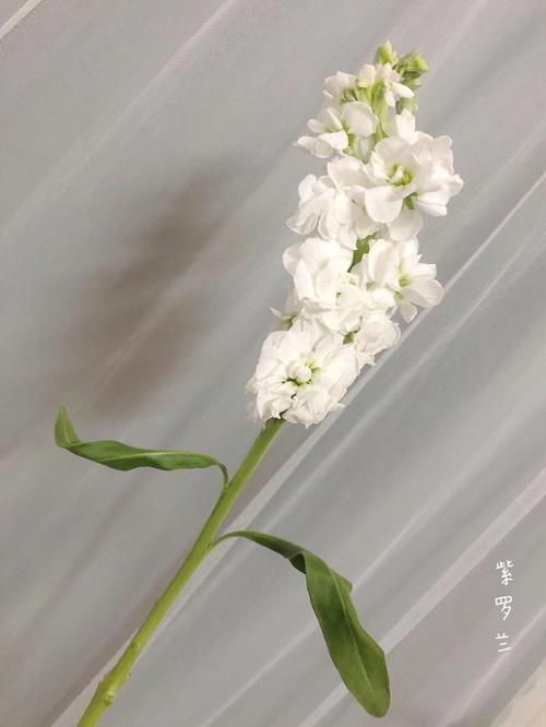 白色紫罗兰花语（白色的紫罗兰花的花语是什么）-图2