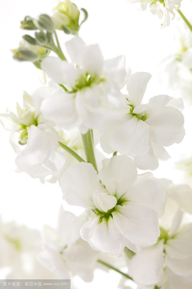白色紫罗兰花语（白色的紫罗兰花的花语是什么）-图3