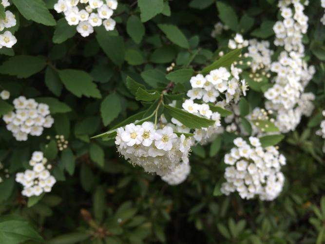 白色小花成串的花（白色很多小花组成的花）-图2