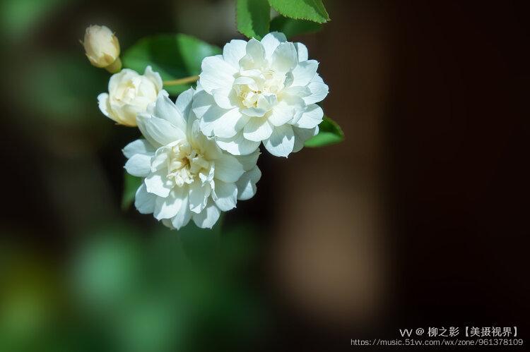 白色花蔷（白色的蔷薇花图片唯美）-图3