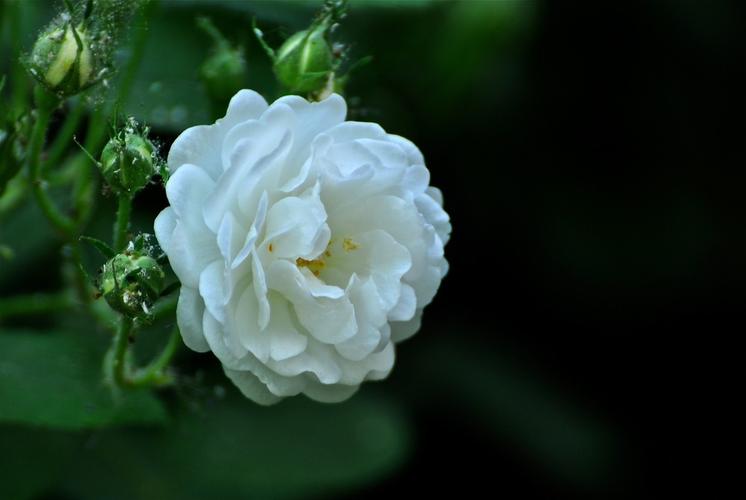 白色花蔷（白色的蔷薇花图片唯美）-图2