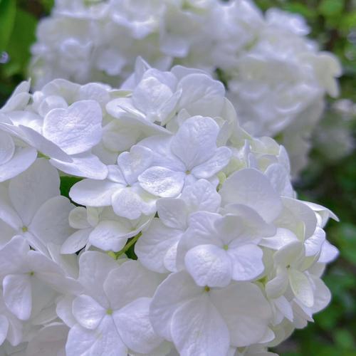 白色花卉有哪些（白色花卉有哪些种类）-图1