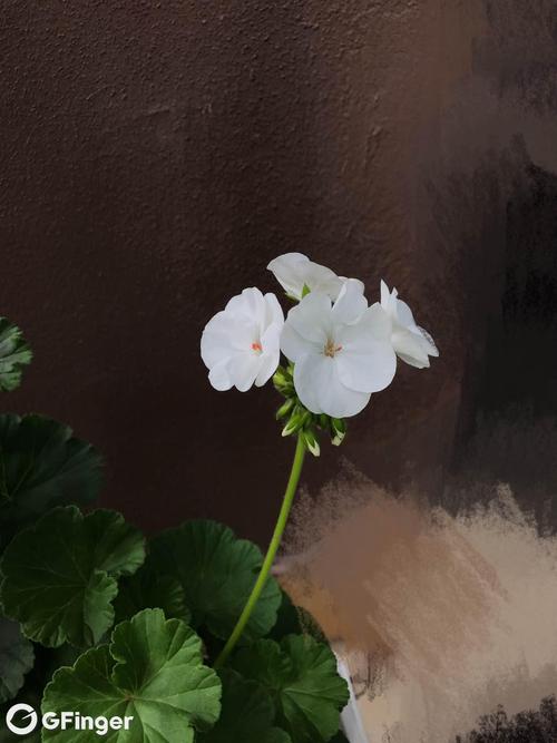 白色天竺葵的花语（白色天竺葵的花语和寓意）-图3