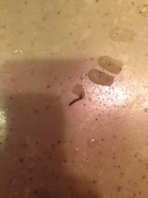 洗手池上白色虫子（洗手池里白色的又细又小的虫子）-图3