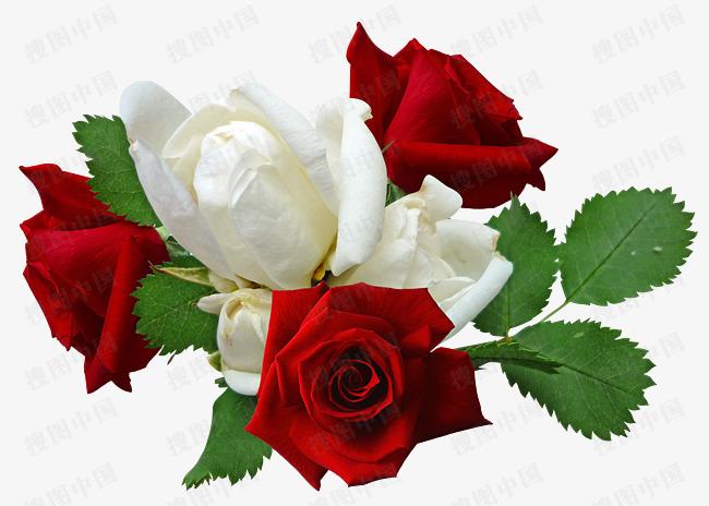 玫瑰白色（玫瑰白色红色空梦好看吗）-图2