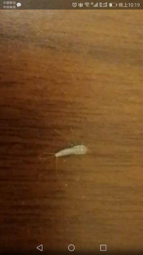 卧室地板有白色的虫子（卧室地板有白色的虫子怎么办）-图1